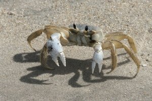 Atlantic Ghost Crab