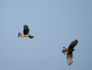 Long-winged Harriers
