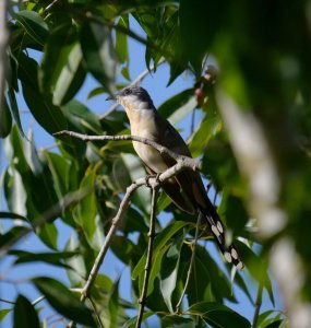 Dark-billed Cuckoo