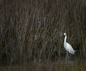 White Heron