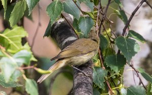 Headless warbler (Saturday Fun)