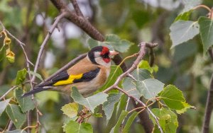 European Goldfinch