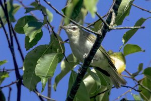 Red-eyed Vireo