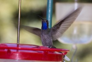 Blue-throated Mountain-gem