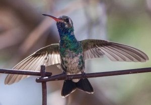 Immature Broad-billed Hummingbird (Emerald)