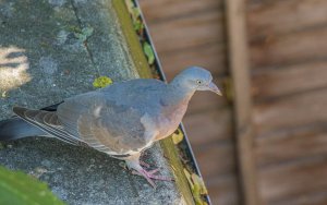 Common Wood Pigeon (juvenile)