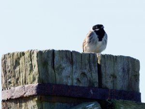 Reed Bunting on a gatepost