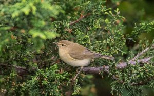 Willow Warbler