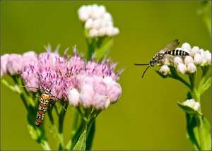 Ailanthus Webworm Moth, Five-banded Tiphiid Wasp