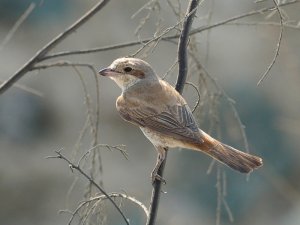 red backed shrike