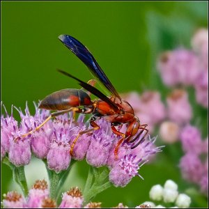 Metricus Wasp