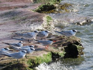 tern mix