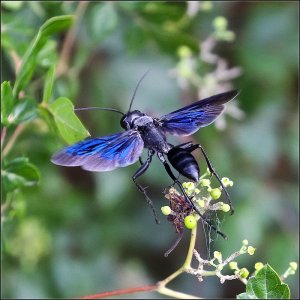 Great Black Wasp (male)