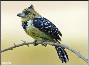 Crested Barbet