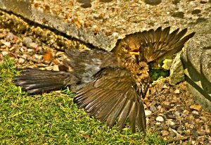 Young Blackbird