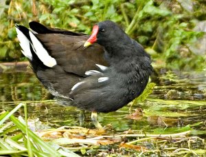 Moorhen