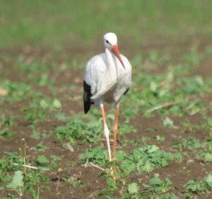 White Stork