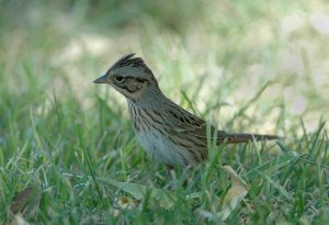 Lincoln Sparrow