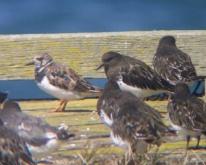 Black Turnstone and friends