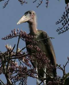 Marabou stork in tree