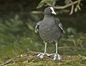 Coot with Srange Feet
