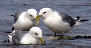 kittiwakes