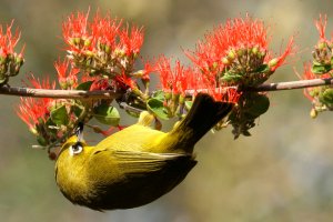 Cape White-eye