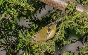 Goldcrest