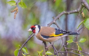 European Goldfinch