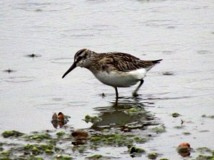 Broad-billed Sandpiper