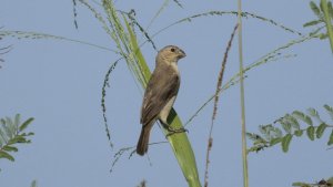 Ruddy-breasted Seedeater (female)