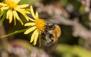 Tree Bumblebee on Ragwort