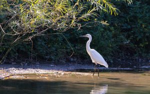 Little Egret