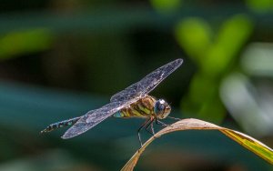 Southern Hawker