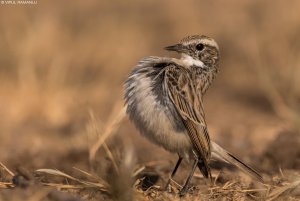 White-browed Bushchat (Saxicola macrorhynchus)