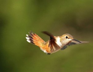 Rufous Hummingbird