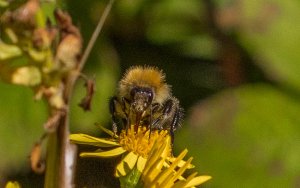 Tree Bumblebee on Ragwort