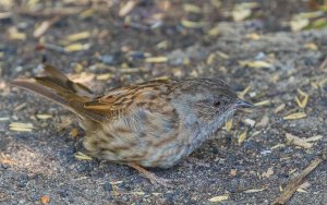 Dunnock