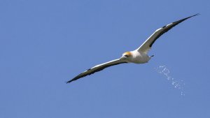 Takapu, the Australasian gannet