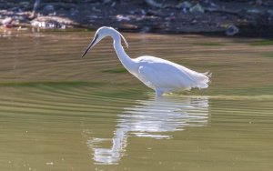 Little Egret