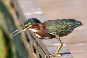 Oh, thats why they are called "Green" Heron