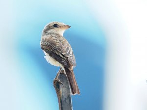 angry shrike