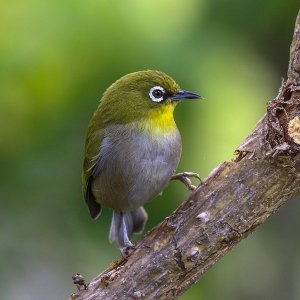 Cape white-eye