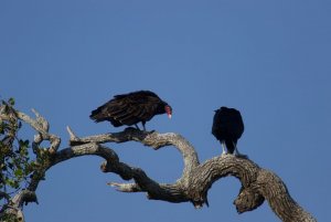 Turkey_Vulture_w-_Black_Vulture
