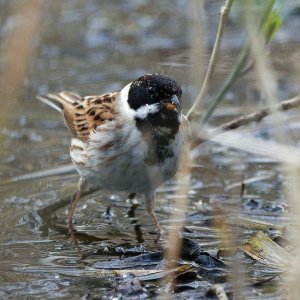 Male Reed Bunting foraging in the spring mud