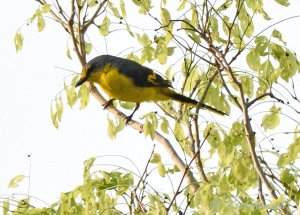 Orange Minivet