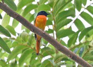 Orange Minivet