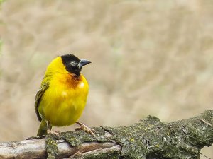 Black headed weaver