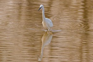 Little egret reflection