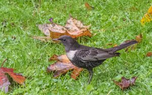 Ring Ouzel